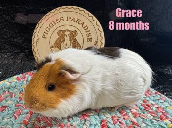 Rescue Short Haired Guinea Pigs for Adoption in Red Oak, Iowa - Grace | PetCurious